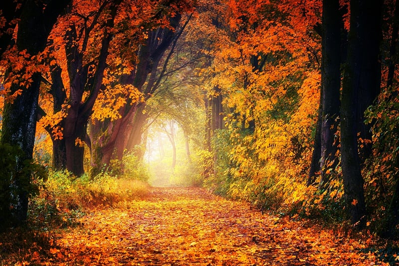 Mystical Woods